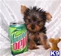 Yorkshire Terrier